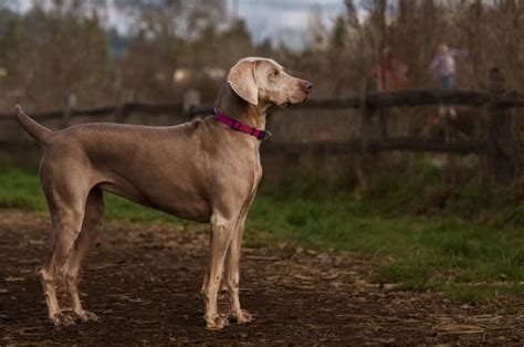 weimaraner identification.